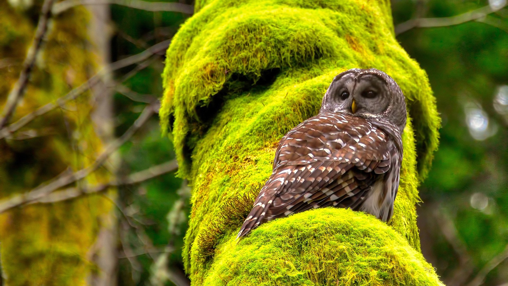 爱游戏娱乐-东方与西方的竞技诗篇，王皓的四连冠与德国队的午夜绝杀