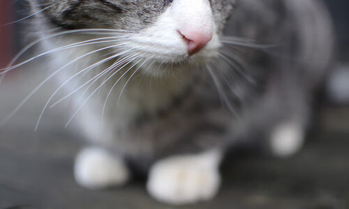 小个子弑杀巨人！福克斯关键刺穿骑士防线，黄蜂迎来蜕变之战