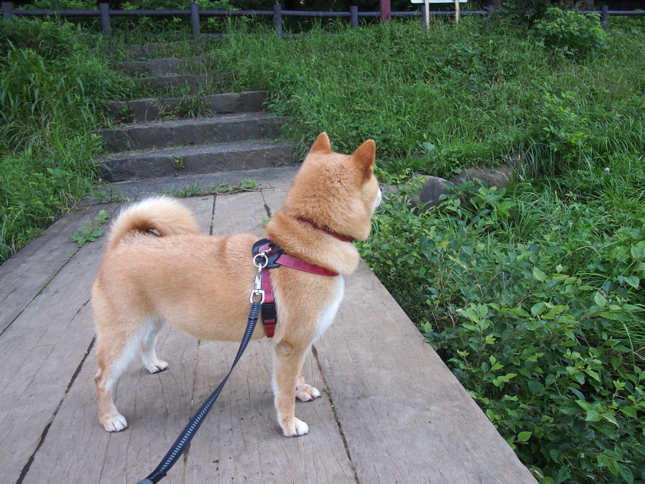 爱游戏在线-铁蹄踏碎铁桶阵，当马丁内利的冠军级表演，碾过韩国人的钢铁防线