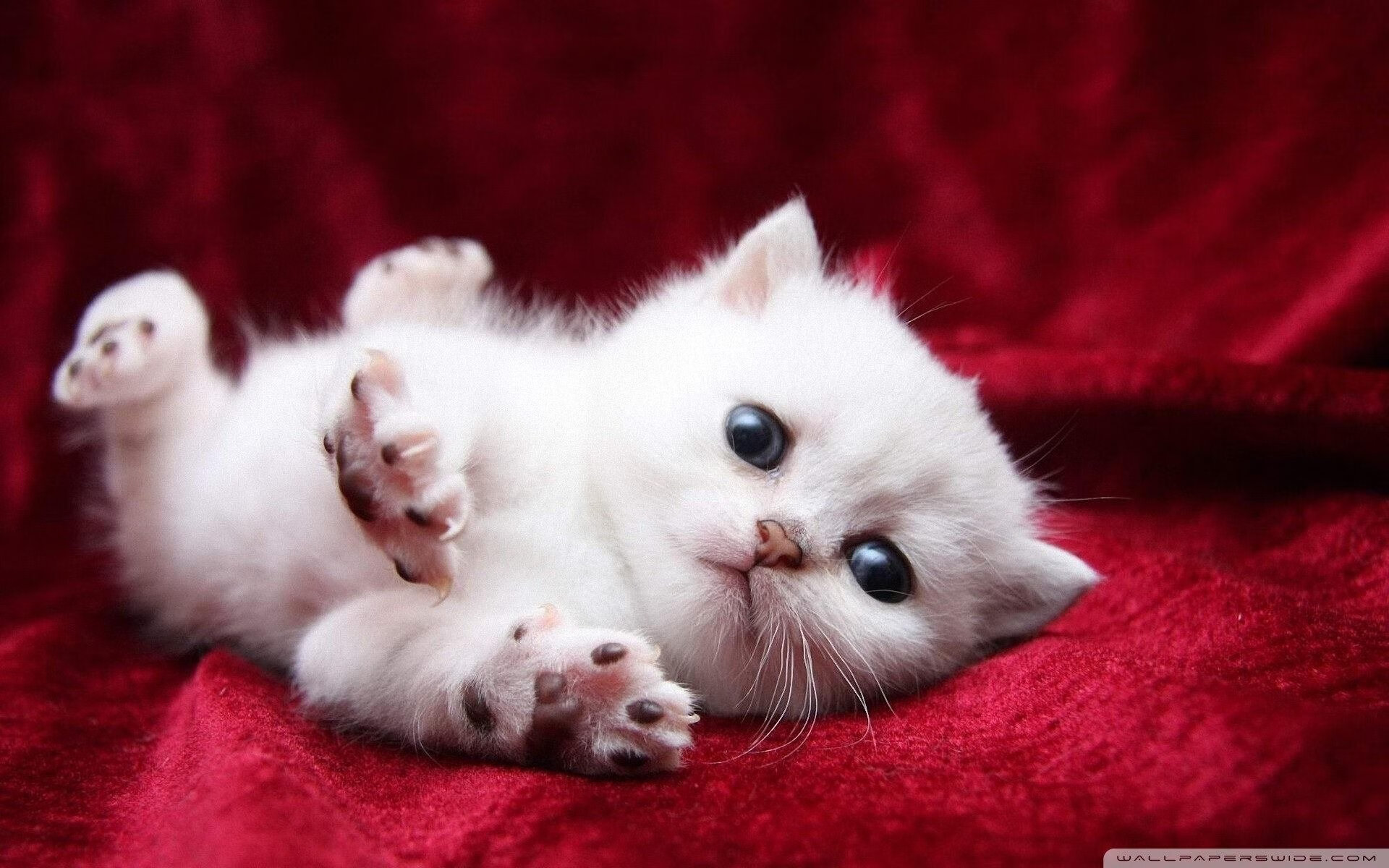 亚特兰大闪电破冰霜，韩国冰上芭蕾败给街道赛的灼热决断