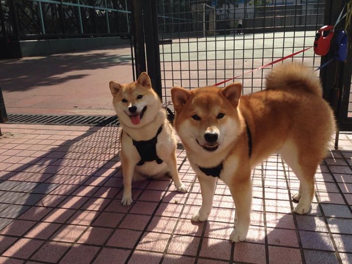 爱游戏官网-鹈鹕风暴提前终结悬念，戈贝尔铸就防守深渊让对手窒息