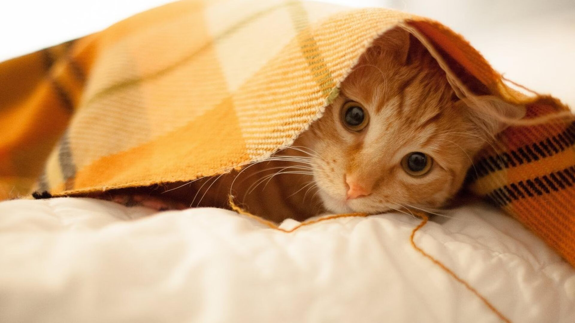 极速对决，街道赛道上的缠斗与篮球场的压制战