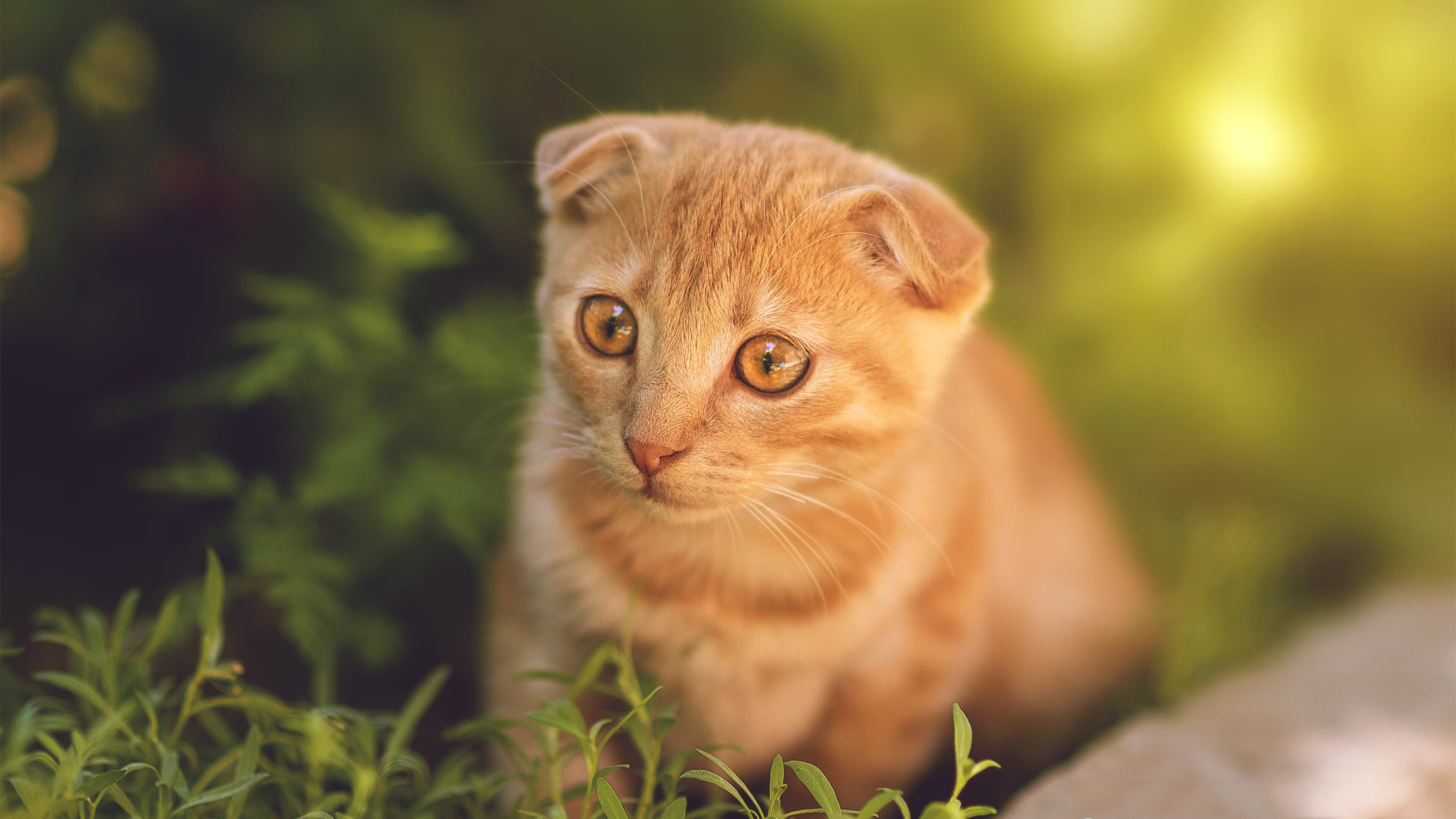 铁血狂飙！布克单骑撕碎钢铁防线，火箭登顶之战摧毁山西长城