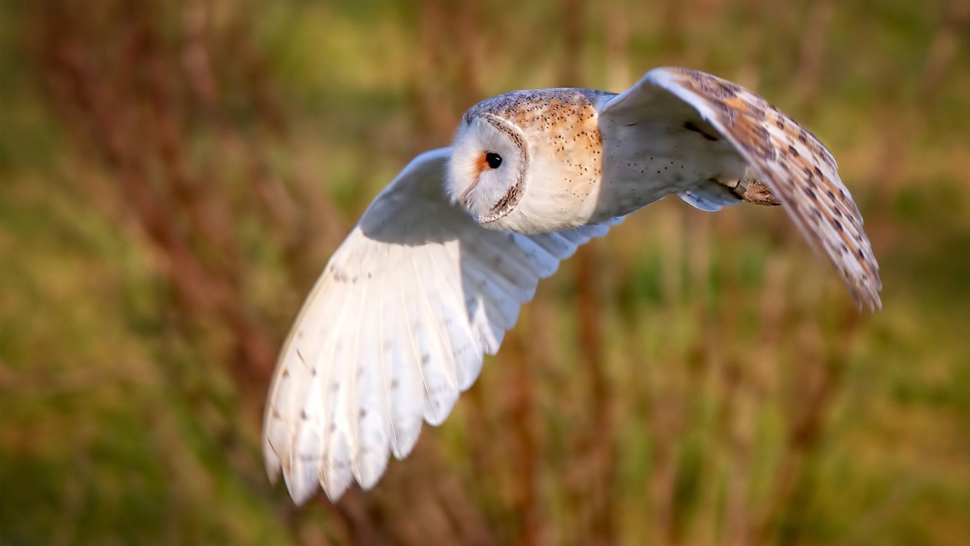 爱游戏下载-战壕与三分线，意甲的缠斗之美，篮球的单节风暴