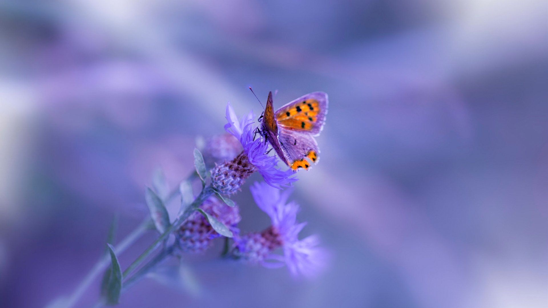 当伯纳乌遇见大通中心，一场双重叠加的大场面之夜