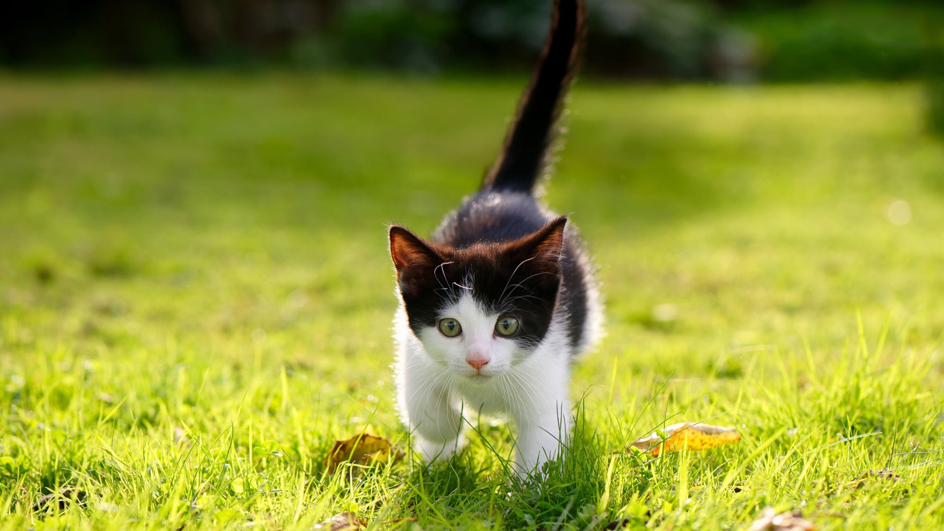 欧冠决赛焦点战,突尼斯改写历史,全面压制切尔西震惊欧洲足坛